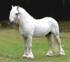 white pony