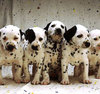 dalmation puppies