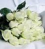 rosas blancas