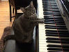 pussy on piano