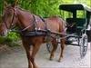 horse and buggy ride