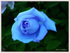 Blue Rose