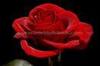 dark rose...for true love