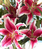 Stargazer Lilies