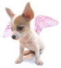 Pink Angel Chihuahua