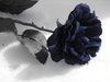 blue rose