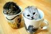 cup kittens