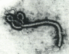 Ebola Virus