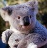 A cuddly koala