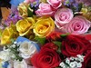 Selection of Roses