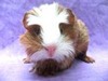 Guinea Pig