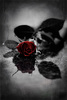 dark_rose