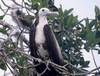 Frigate Bird