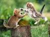 Cat fight