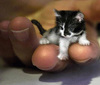 Worlds Smallest Kitty 