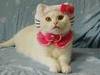 Hello Kitty Pet Costume