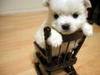 Adorable pet rocking chair!!