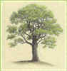 Chestnut Tree 