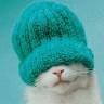 The Cat in the Beanie