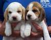 Beagle Twins (kawaii)