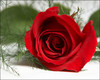 Red Rose