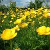 Buttercups