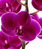  Hope Orchids