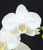 Pearl Orchids