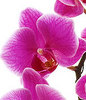 Sweet Orchids