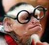 Geek monkey