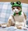 a Frog hat