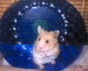 Harry Hamster!!