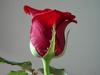 A Rose For My Sweet..