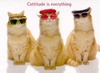 Cattitude is everything!