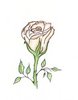 Red White Rose ~&lt;3