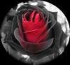 A True Vampire Rose