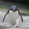 Angry Penguin