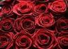 1 Dozen Red Roses