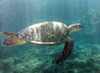 Deep Sea Turtle Trip