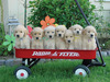 Wagon Ride