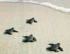 Free Baby Turtles