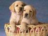 Nice Puppies