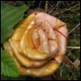 a cedar rose