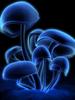 Blue Moon Mushrooms