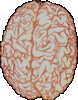 new brain
