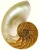 a Shiny Seashell