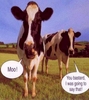 You have been Udderly Welcomed