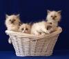 kitties in a basket