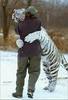 TIGER HUG