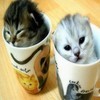 Cats in cups